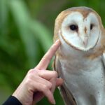 Barn Owl Tech Login: Streamline Your Access with Ease