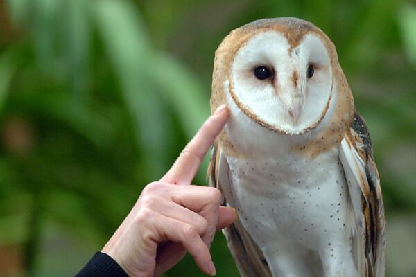 Barn Owl Tech Login: Streamline Your Access with Ease