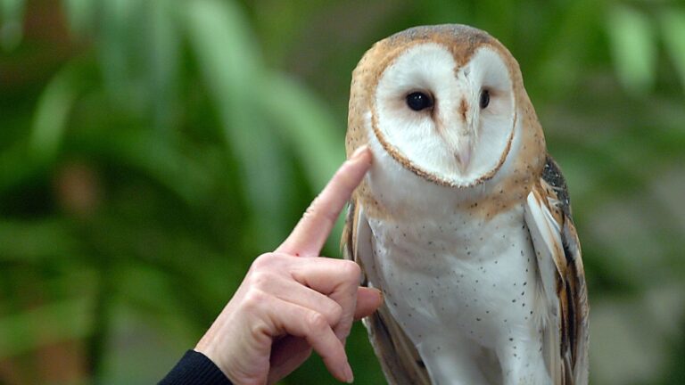 Barn Owl Tech Login: Streamline Your Access with Ease